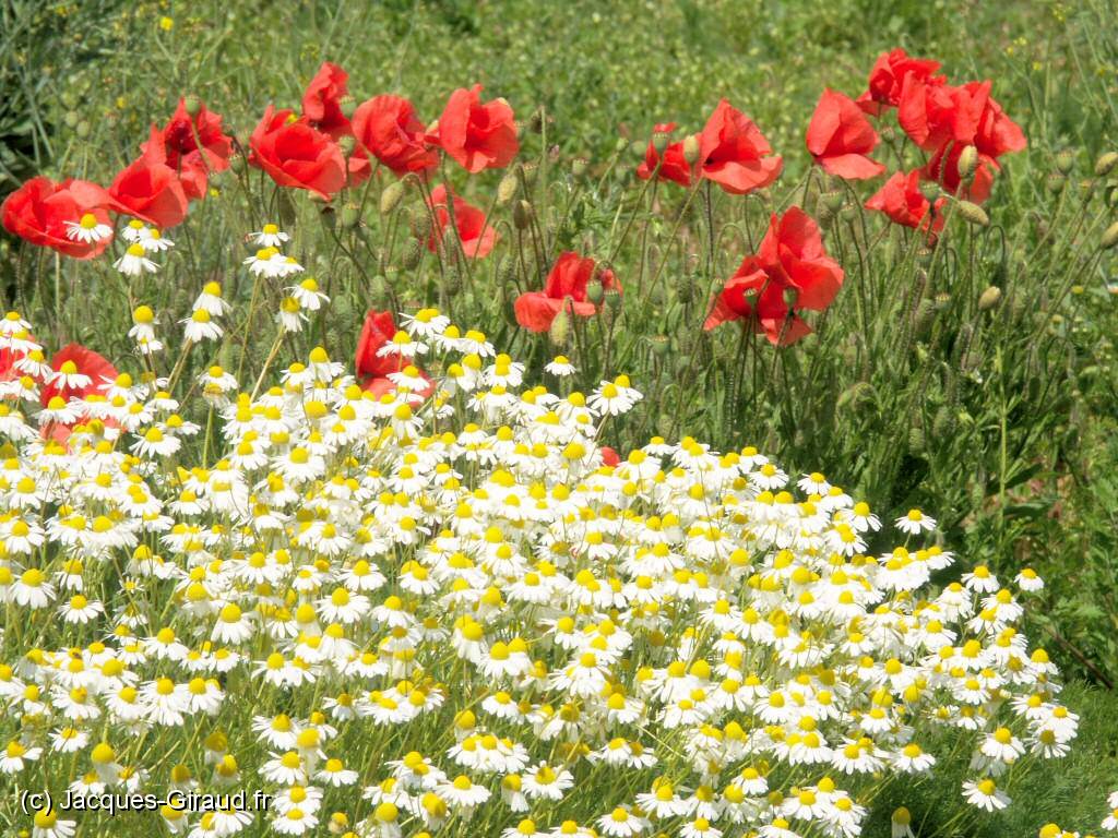 2005-06-04 13-50-00 Mai (x1024).JPG